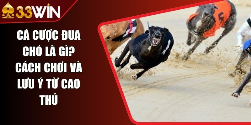 Cá Cược Đua Chó Là Gì? Cách Chơi Và Lưu Ý Từ Cao Thủ