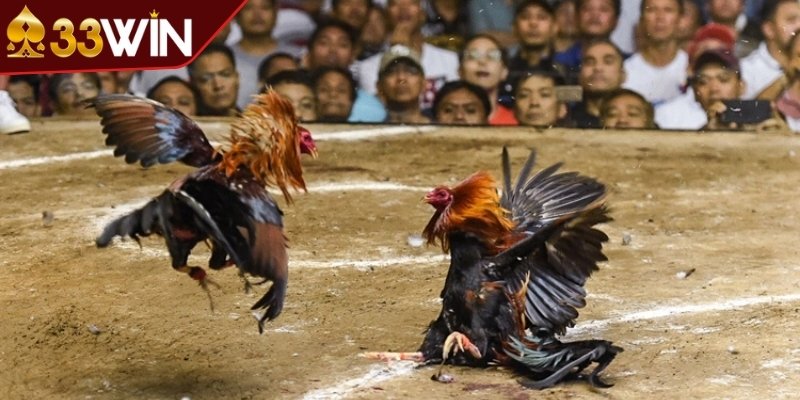 Cập nhật liên tục lịch đá gà trong ngày dành cho bạn 