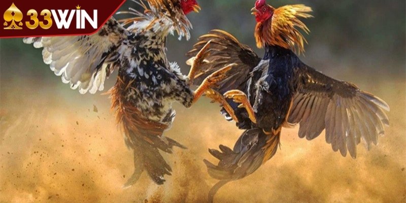 Đá gà 33win được hiểu ra sao? 