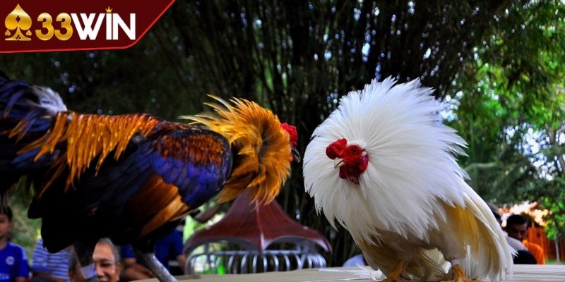 Tỷ lệ kèo cực thơm dành cho anh em 