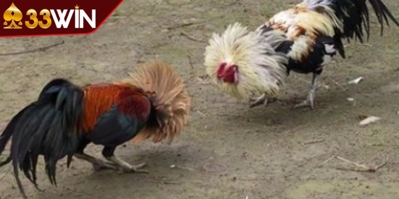 Chi tiết luật chơi, thể lệ trong cựa sắt