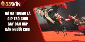 Đá Gà Thomo Là Gì? Trò Chơi Gây Cấn Hấp Dẫn Người Chơi