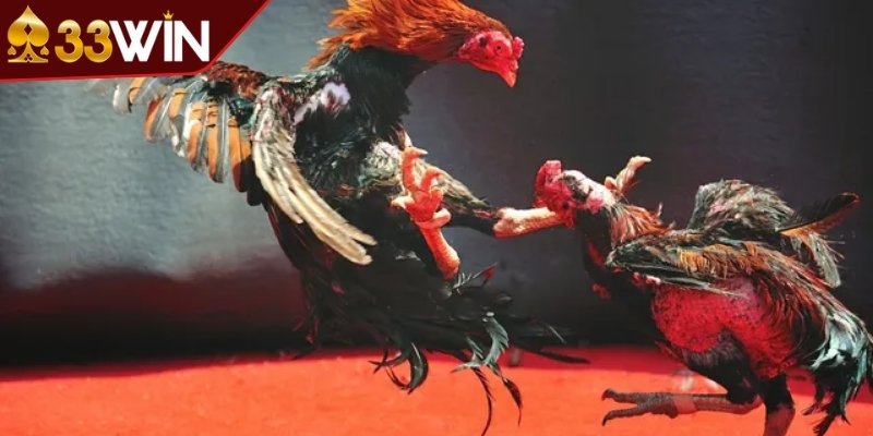 Khái niệm về đá gà Thomo là gì?