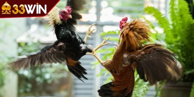 Những hình thức đá gà phổ biến