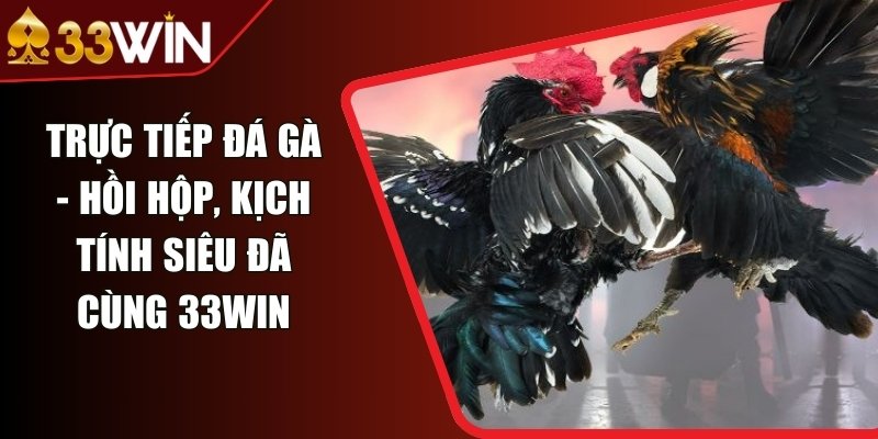 Trực Tiếp Đá Gà - Hồi Hộp, Kịch Tính Siêu Đã Cùng 33WIN