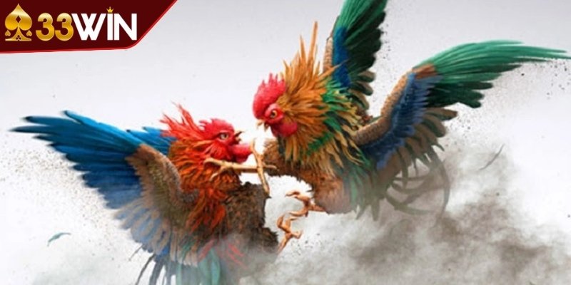 Đá gà cựa sắt nhanh, gọn, hấp dẫn 