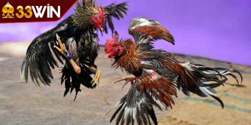 Trận đấu giữa những chiến kê xuất sắc